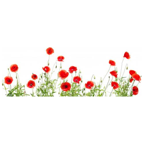 Coquelicots Rouges