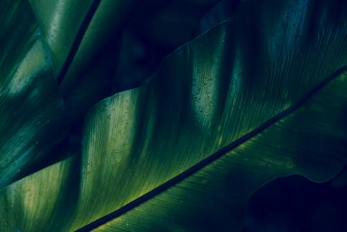 Feuille Bananier Jungle