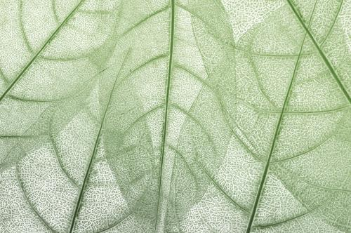 Feuilles Macro