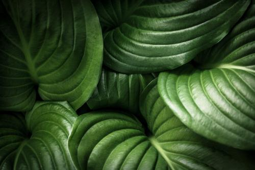 Feuilles Vertes Nature