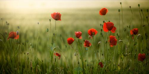 Coquelicots Champs